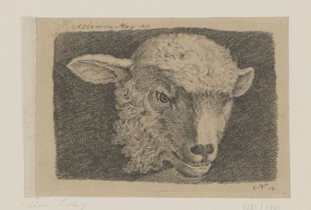 Schapenkop (uit serie)