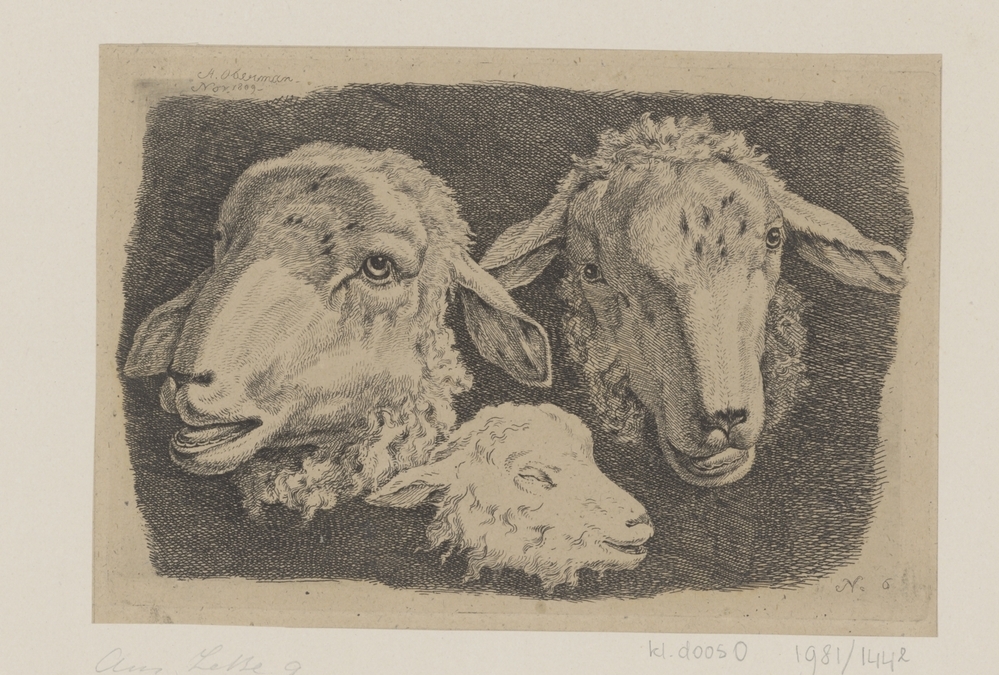 Drie schapenkoppen (uit serie)