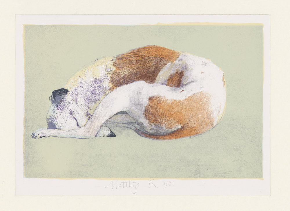 Lieva, een hazewindhond