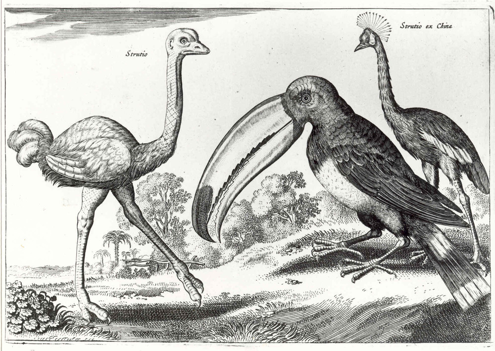 Drie vogels in landschap (serie Avium Vivae icones)