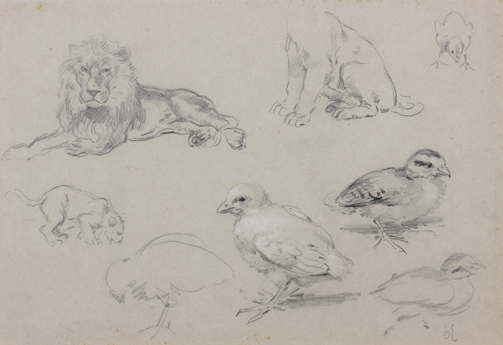 Schetsblad met leeuwen en kuikens