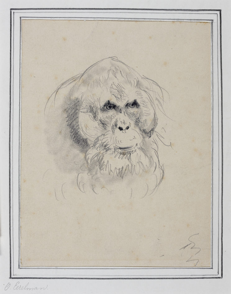 Schetsje van kop Orang-Oetang