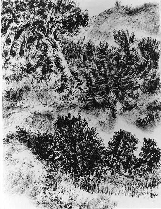 Landschap met struiken en bomen