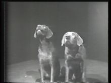 The Best of William Wegman