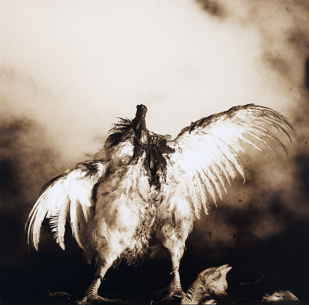 Polla sin cabeza, selfportrait