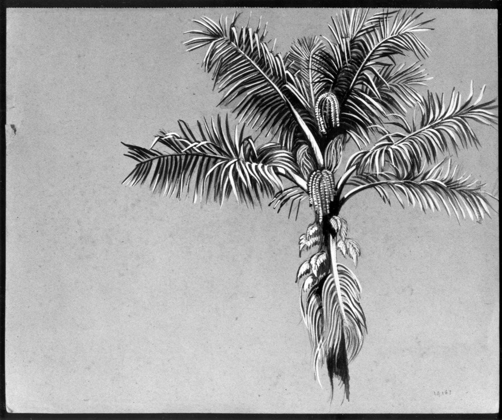 Palm