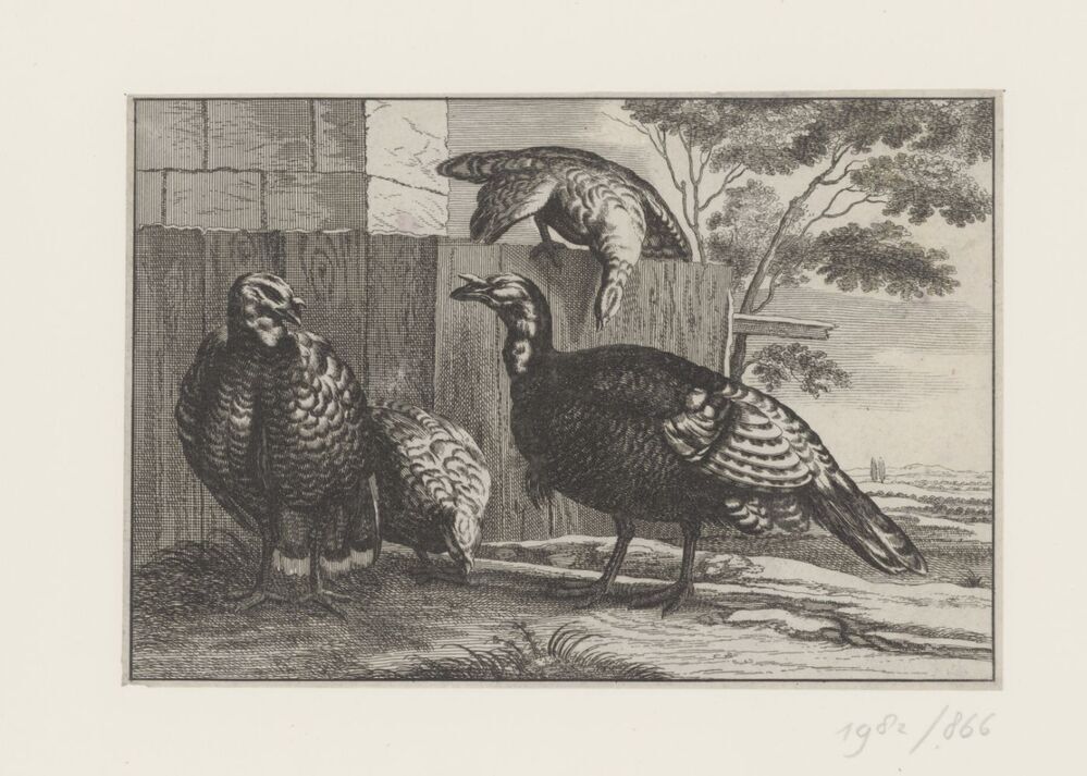 Vier vogels (een op schutting)