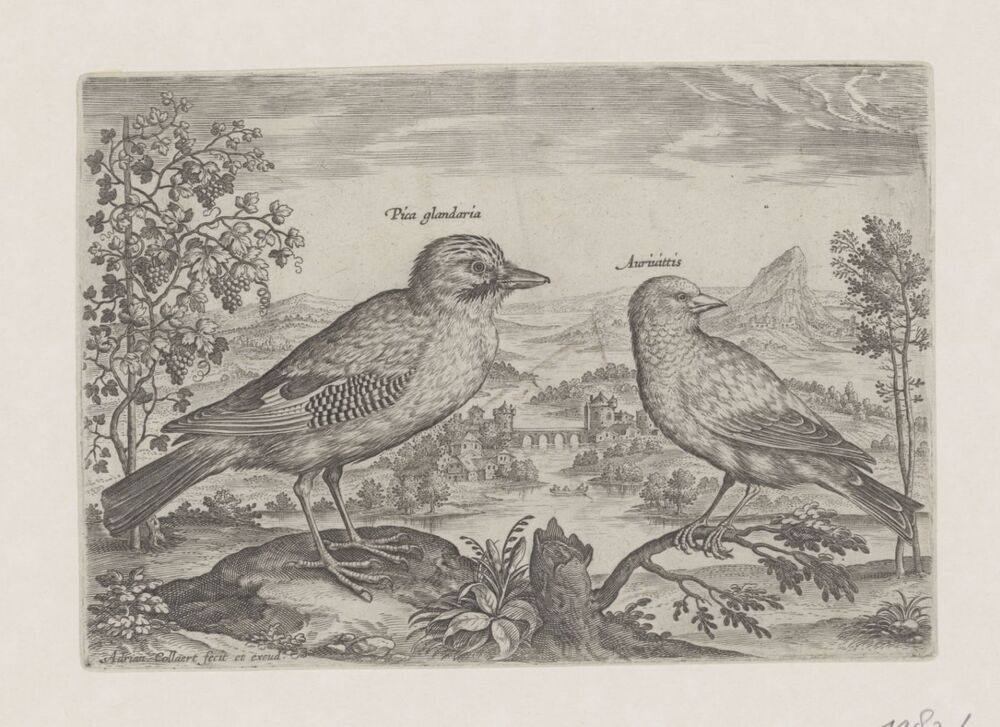 Twee vogels in een landschap (serie Avium Vivae Icones)