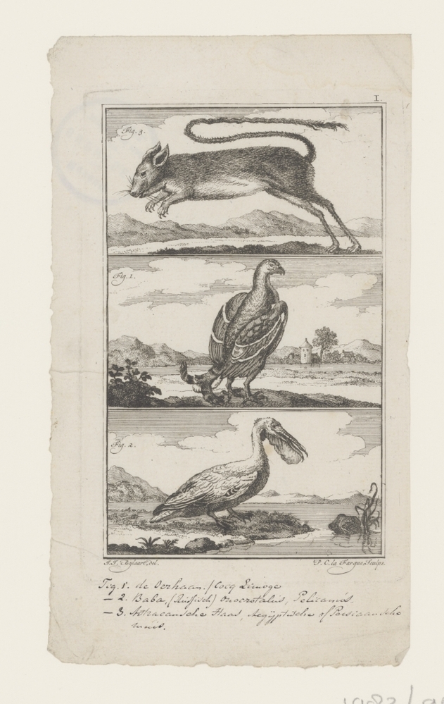 Oerhaan, pelikaan, haas