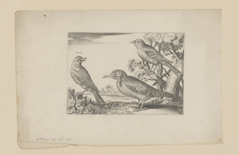 Drie vogels in landschap