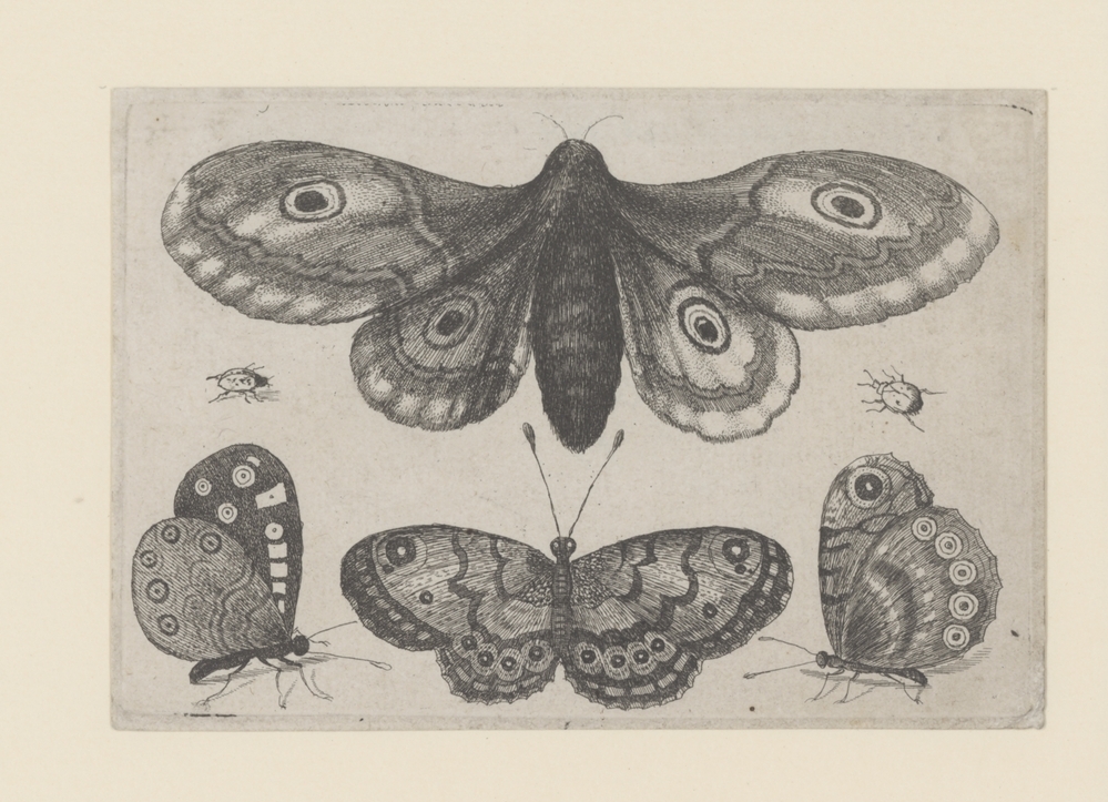 Vier vlinders en twee lieveheersbeestjes (serie Muscarum Scarabeorum)