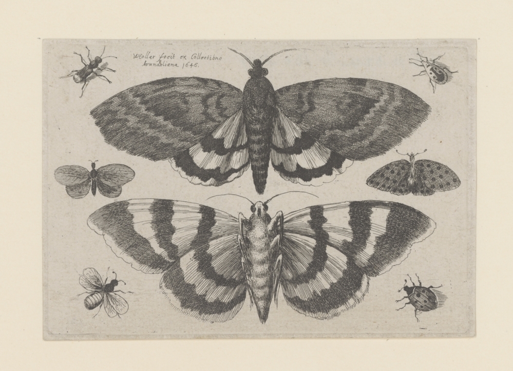 Motten en kleine insecten (serie Muscarum Scarabeorum)