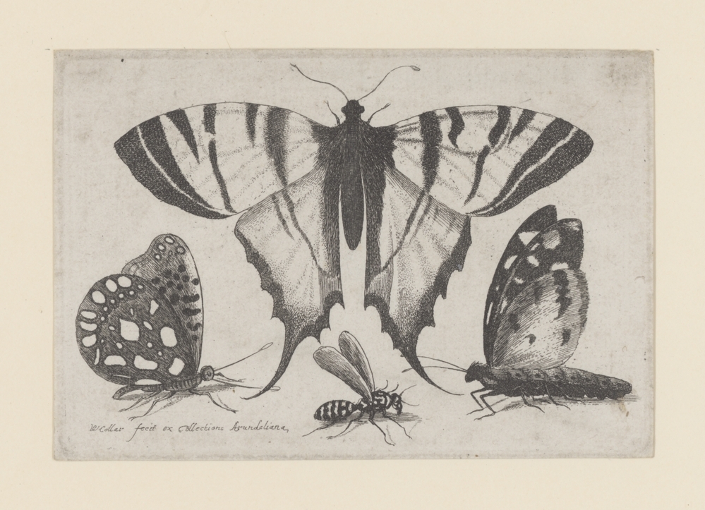 Vlinders en wesp (serie Muscarum Scarabeorum)