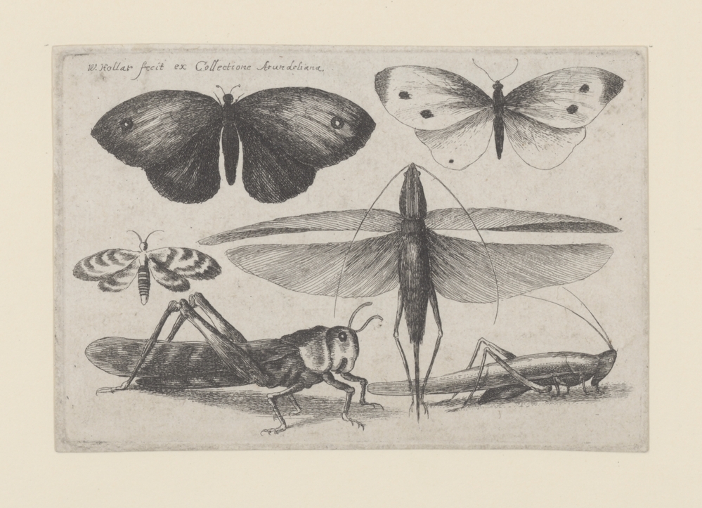 Vlinders en sprinkhanen (serie Muscarum Scarabeorum)