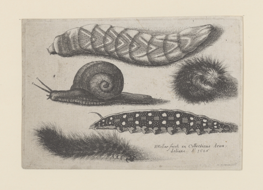 Rupsen en een slak (serie Muscarum Scarabeorum)