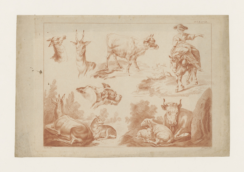 Verschillende dierstudies