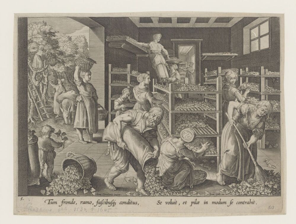 Voeren van zijderupsen met moerbeibladeren (serie introductie van de zijderups en de zijdeproductie in Europa, Vermis Sericus)