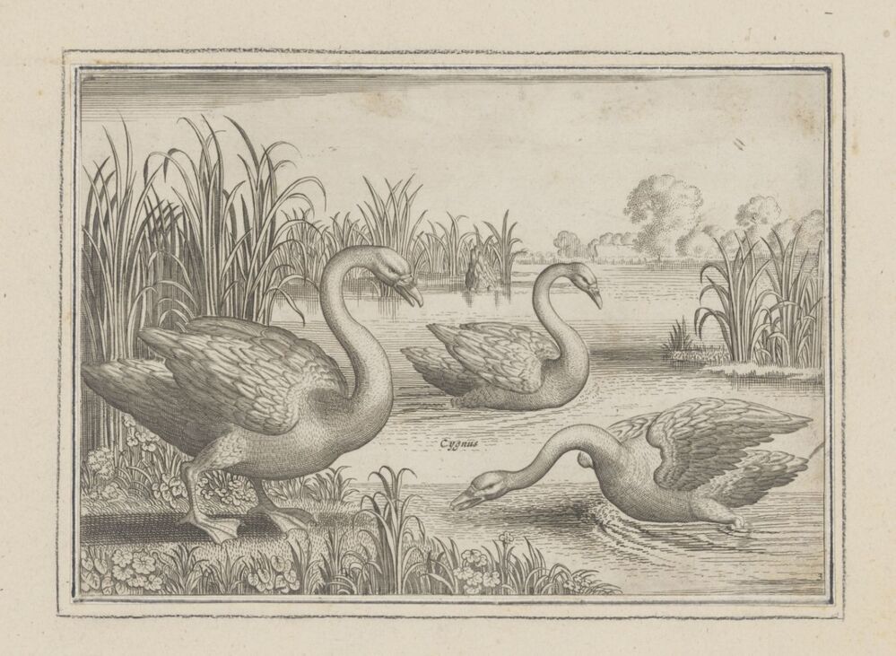 Drie zwanen in een vijver (serie Vogels)