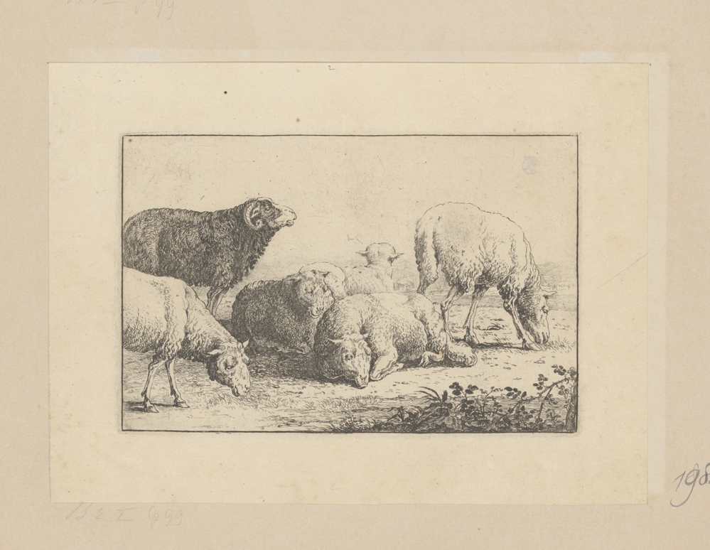 Staande en liggende schapen (serie Zoographiam)