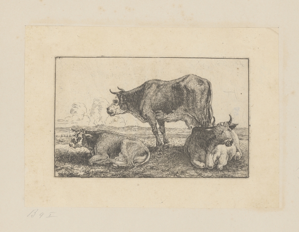 Drie koeien (serie Zoographiam)