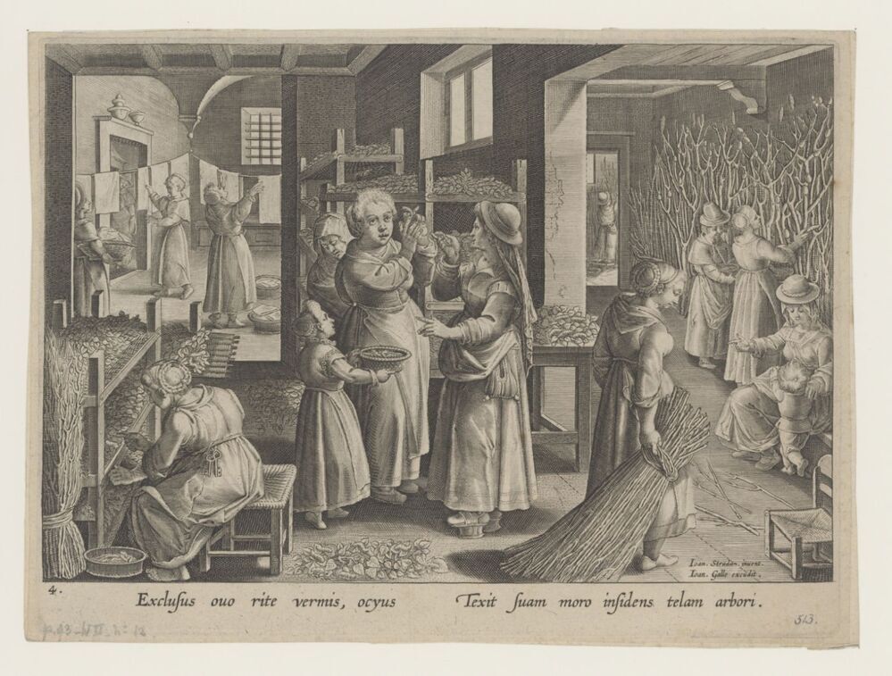 Zijderupsen spinnen een cocon op takken van de moerbeiboom (serie introductie van de zijderups en de zijdeproductie in Europa, Vermis Sericus)