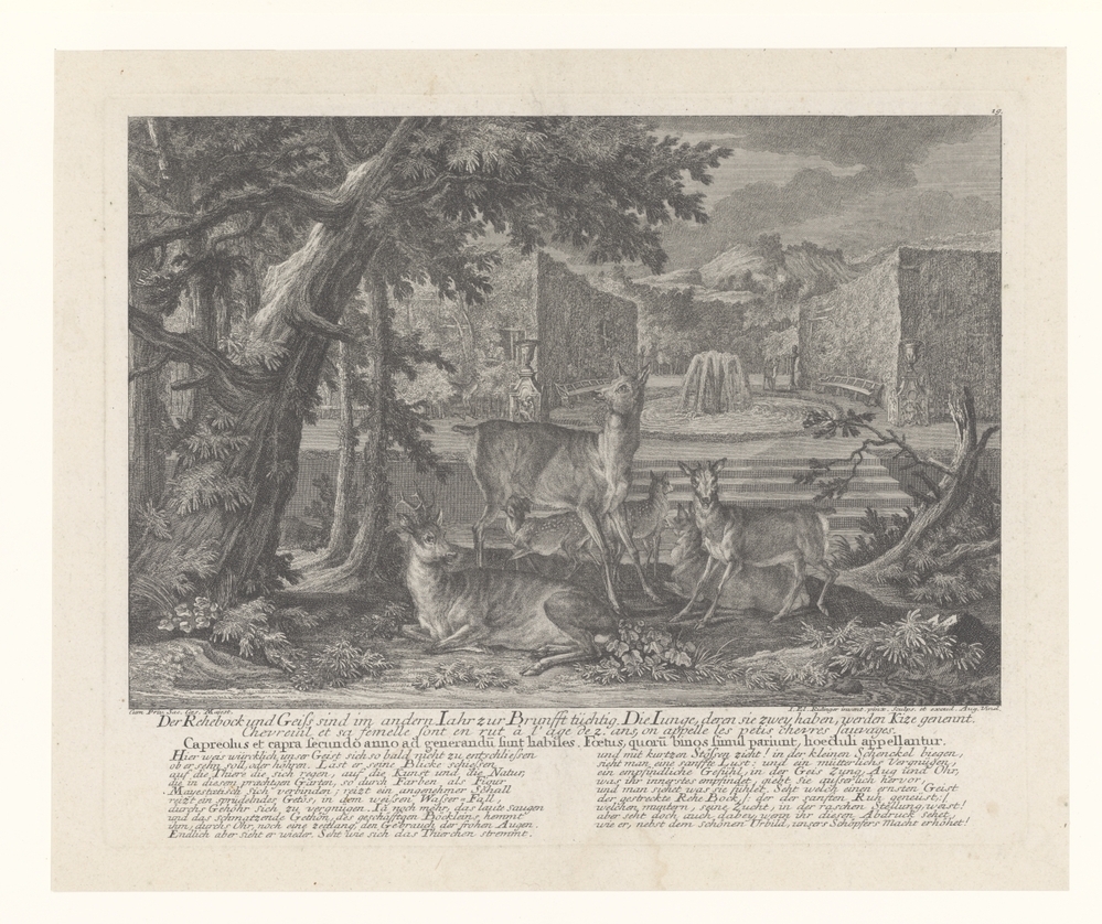 Der Rehebock...Macht erhöhet!