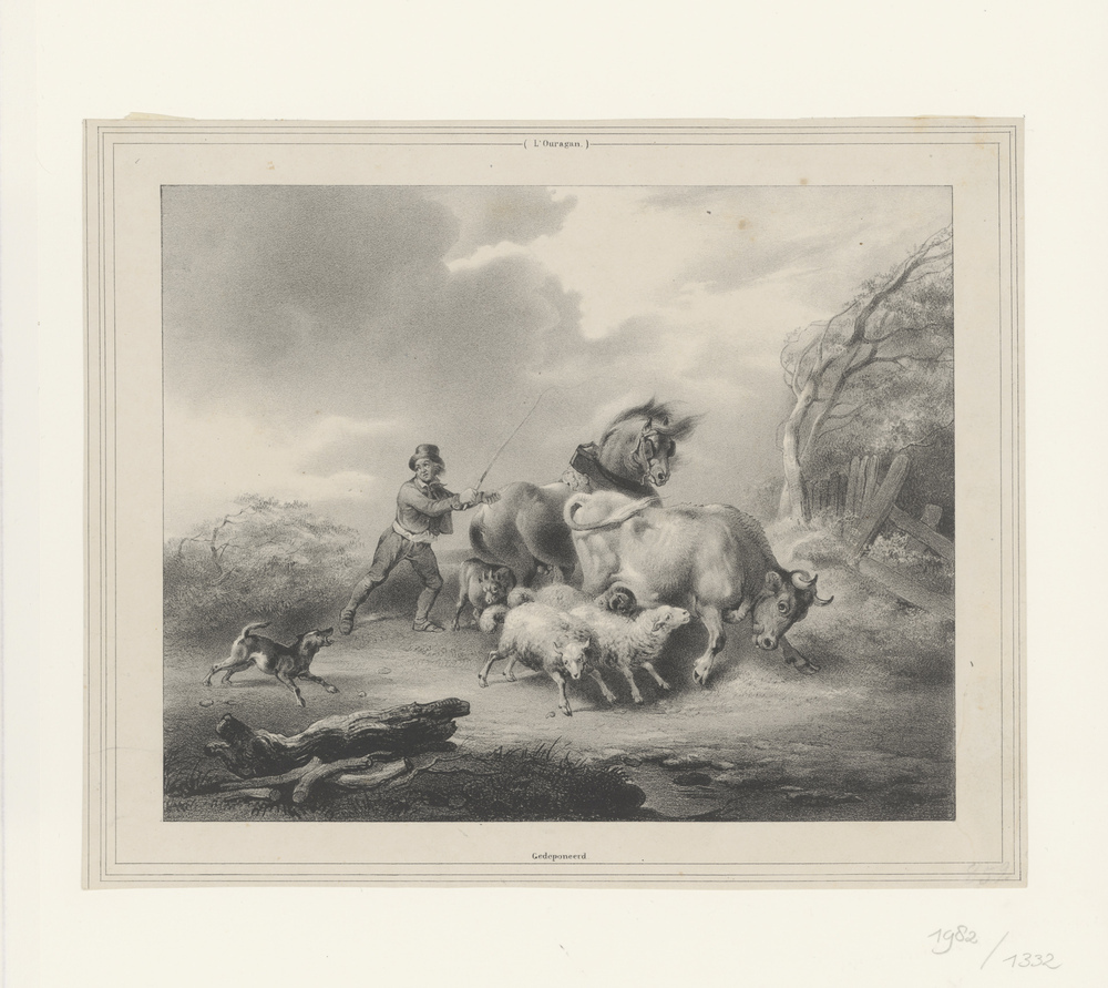 Herder wil zijn vee tegen de orkaan beschermen