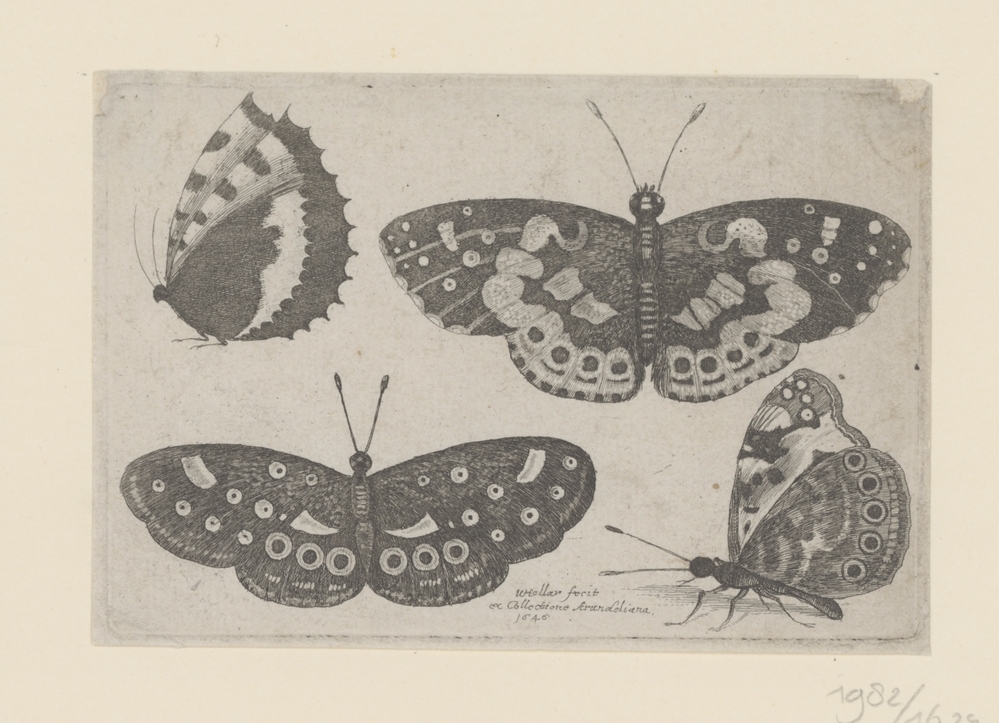 Vier vlinders (serie Insecten)