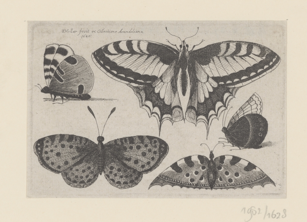 Vijf vlinders (serie: insecten)