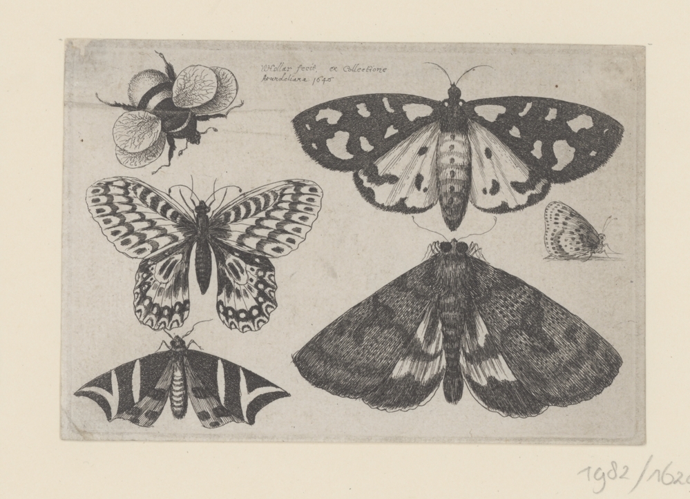 Motten, vlinders en een hommel (serie: Insecten)