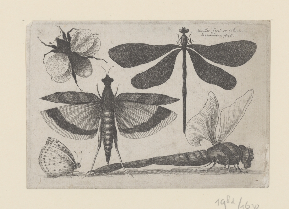 Vlinder, hommel, drie libelles (serie: Insecten)