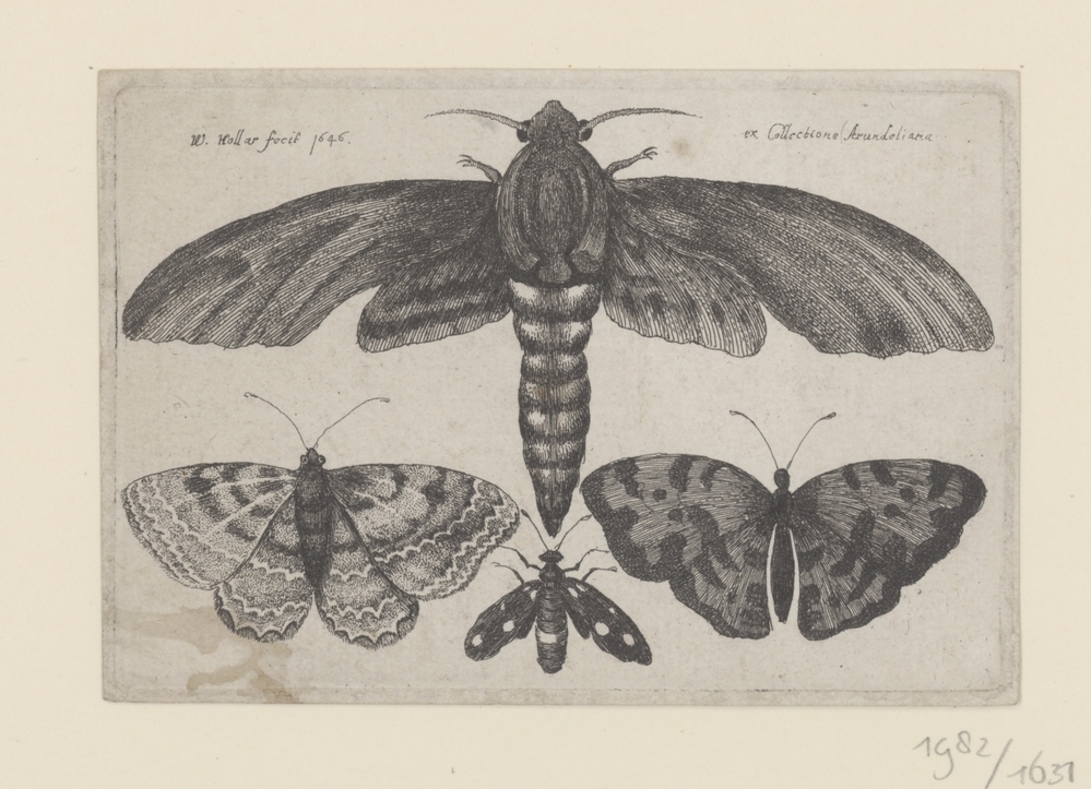 Vlinders en een mot (serie: Insecten)