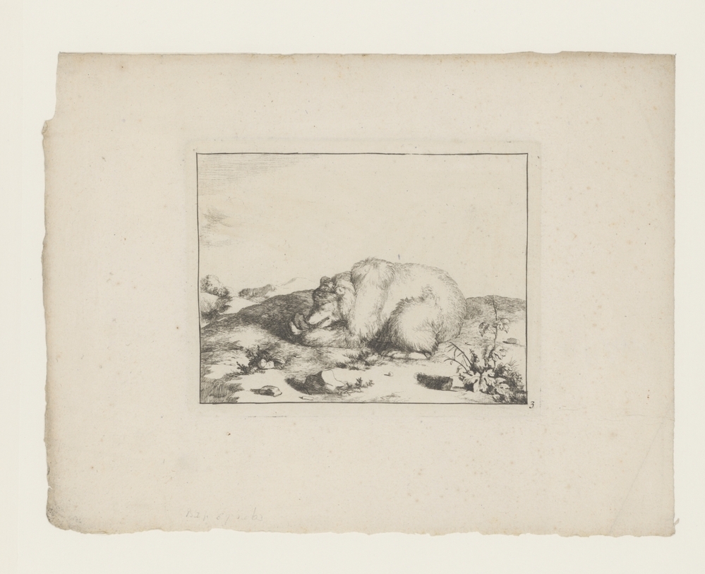 Liggende beer, iets etend uit zijn linker poot (serie: De beren)