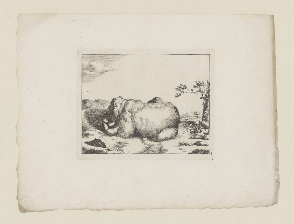 Liggende beer, van achter, drinkend uit kom (serie: De beren)