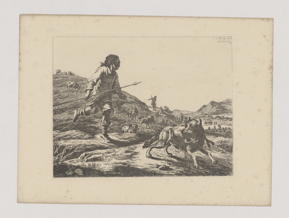 Kudde schapen en wolf