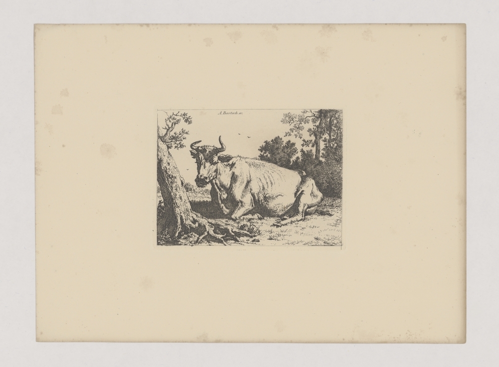 Liggende koe bij boom