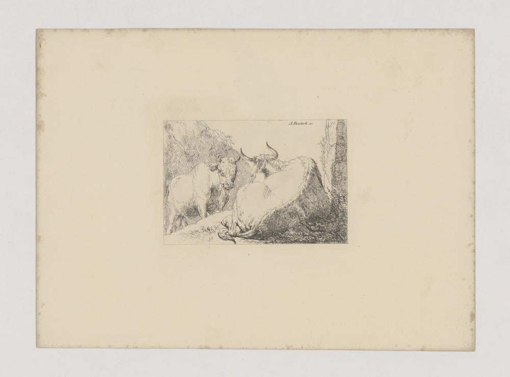 Liggende koe en stier