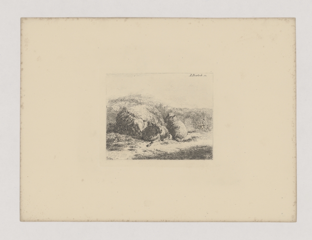 Liggend schaap met twee lammeren