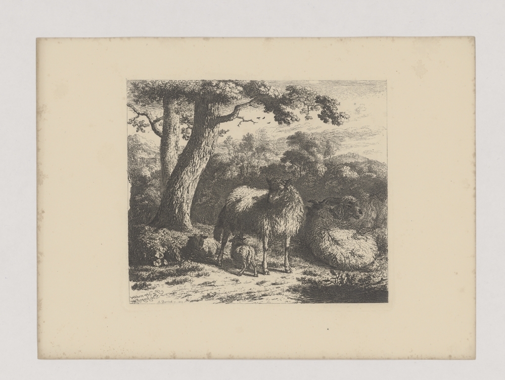 Twee schapen met twee lammeren