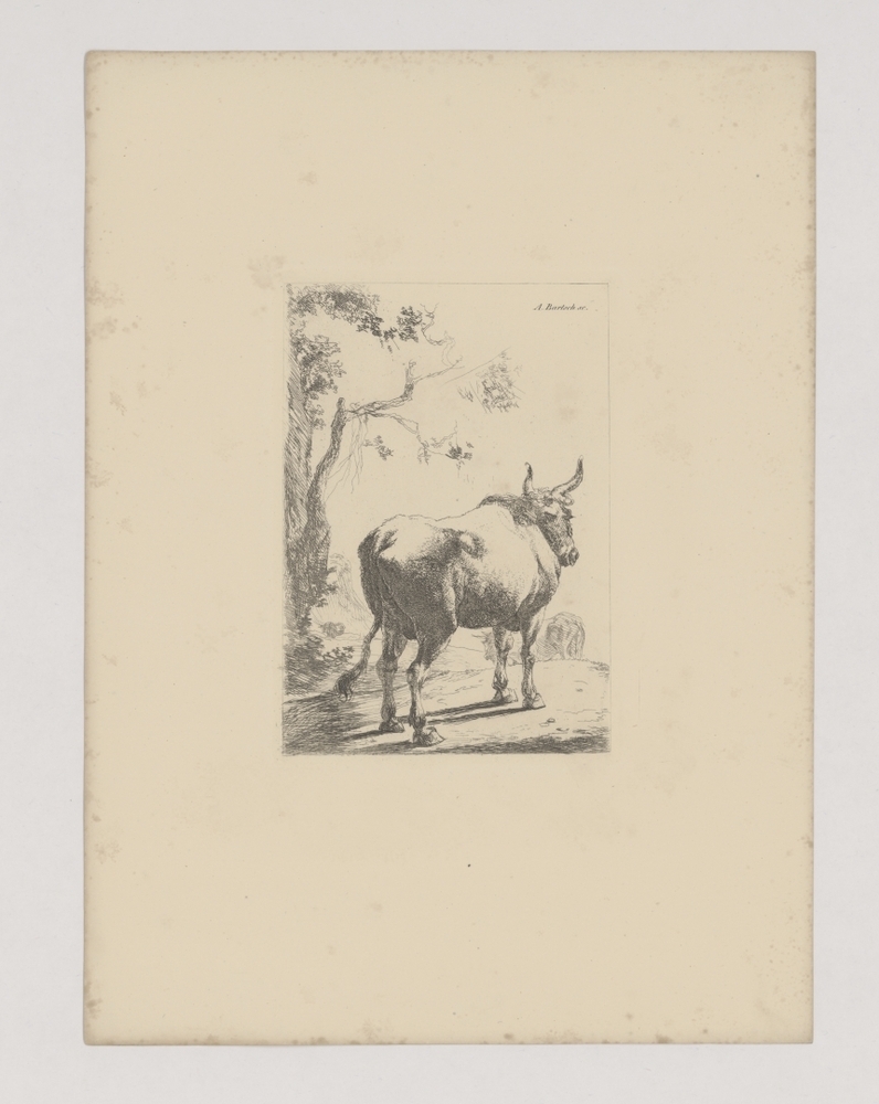 Stier van achteren gezien