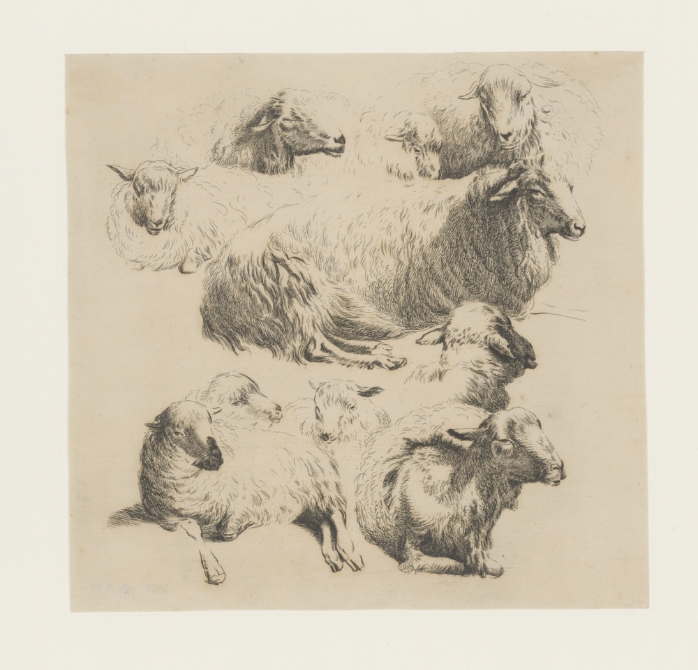 Studies van liggende schapen