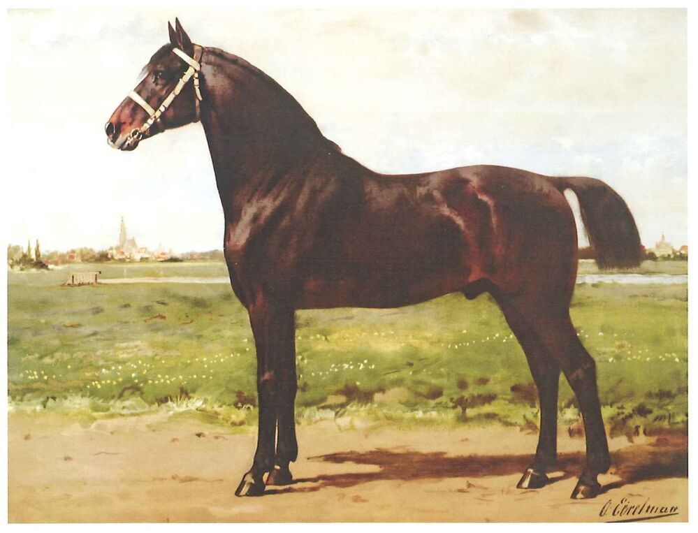 Paardenrassen (serie)