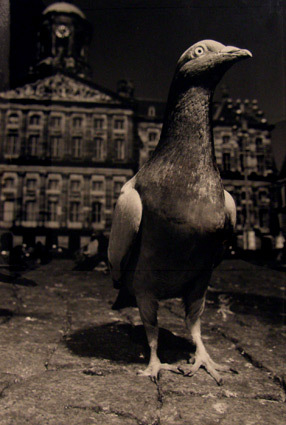 Zonder titel (Staande duif)