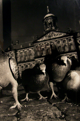 Zonder titel (Hurkende duiven)