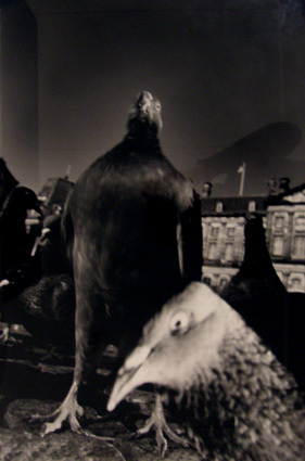 Zonder titel (Staande duif en duivenkop)