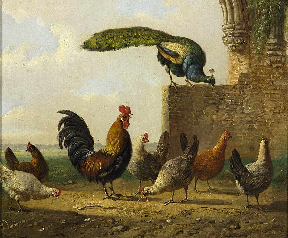 Haan met kippen en pauw