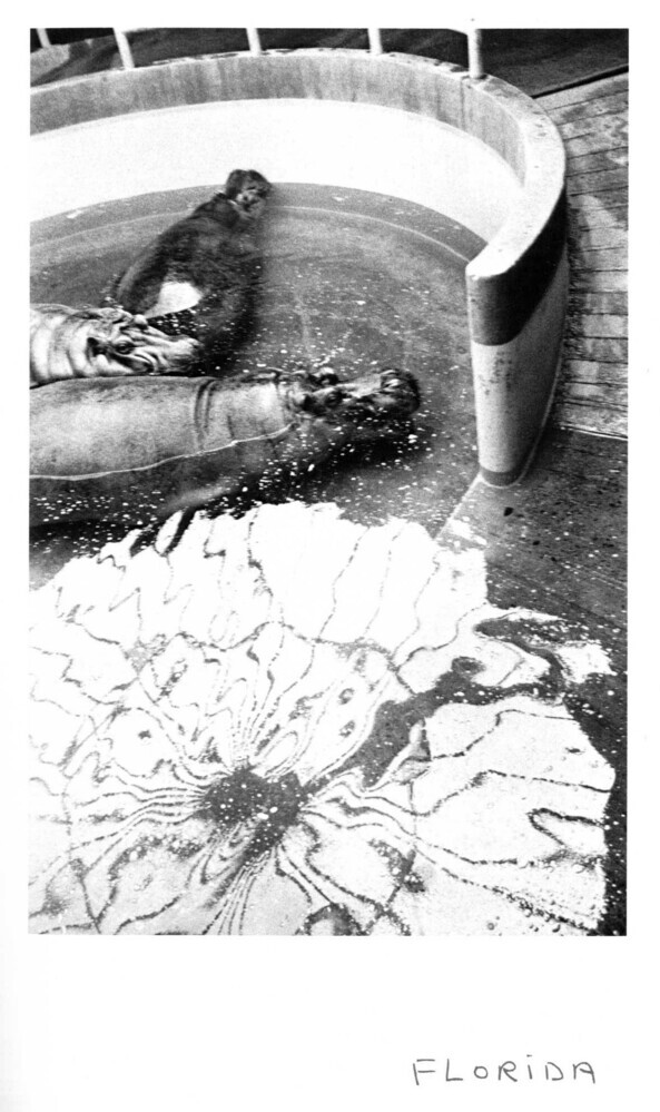 Florida (uit de serie: Teenage lust)