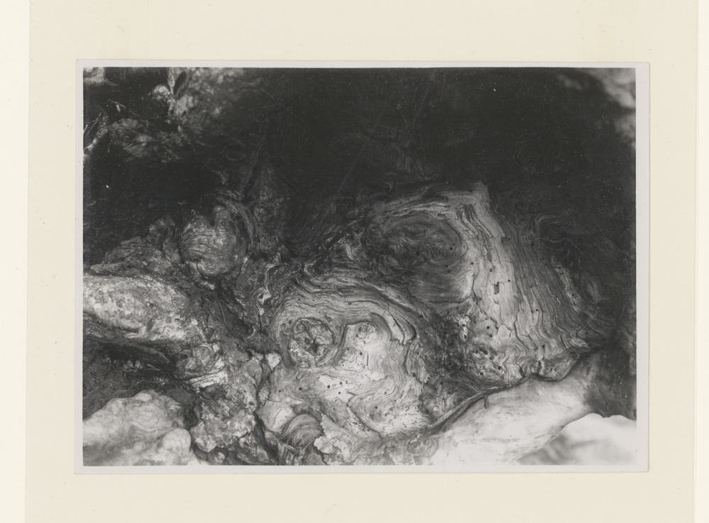 Zonder titel (boomstronk)