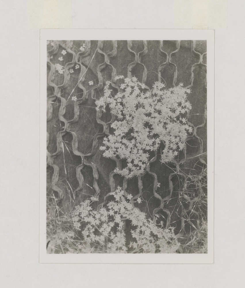 Zonder titel (vlierbloesem en draad op ijzeren hekwerk)