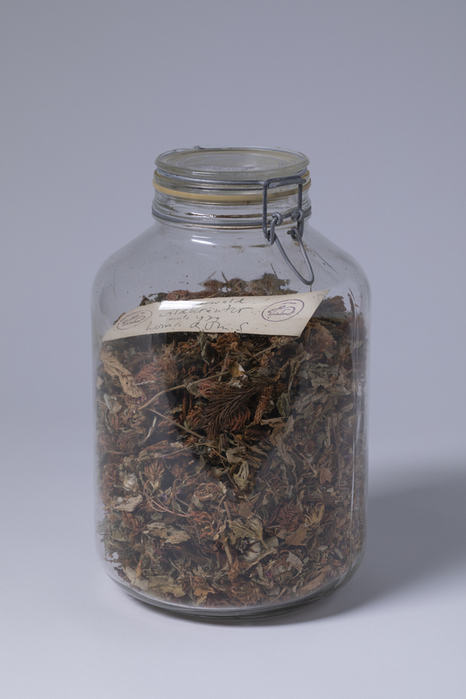 Steigerwald Wildkräuter